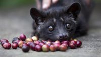 Termahal Sedunia, Begini Lho Kopi Luwak Diolah