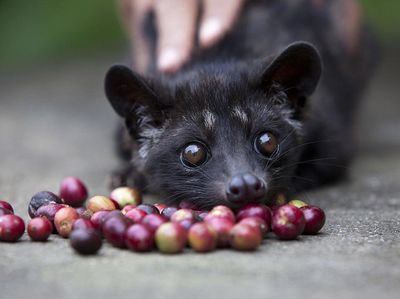 Termahal Sedunia, Begini Lho Kopi Luwak Diolah