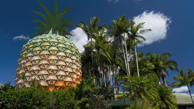 The Big Pineapple, Australia Woombye, Australia - December 7, 2013: Image shows the Big Pineapple and palm trees - a tourist attraction on the Sunshine Coast, Queensland, Australia