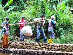 Sanca Batik 9 Meter Dilepas ke Hutan Lantaran Bikin Warga Bergidik