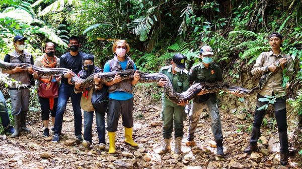 Penampakan Ular Piton 9 Meter yang Dilepasliarkan ke Hutan Riau