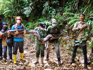 Penampakan Ular Piton 9 Meter yang Dilepasliarkan ke Hutan Riau