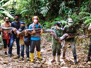 Usai Ditangkap Warga, Ular Piton 9 Meter di Riau Dilepasliarkan ke Hutan