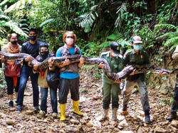 Usai Ditangkap Warga, Ular Piton 9 Meter di Riau Dilepasliarkan ke Hutan