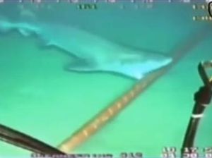 Viral Video Hiu Gigit Kabel Jadi Penyebab Gangguan IndiHome, Ini Faktanya