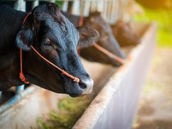 Kenapa Wagyu Harganya Mahal? Ini Kata Chef dan Peternak di Jepang