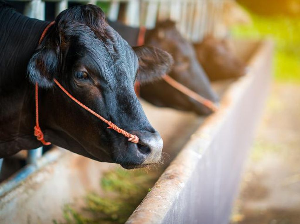 Kenapa Wagyu Harganya Mahal? Ini Kata Chef dan Peternak di Jepang Kenapa Wagyu Harganya Mahal? Ini Kata Chef dan Peternak di Jepang