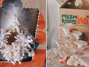 Dapat Kado Bibit Jamur Tiram, Wanita Ini Masak Jamur Krispi Hasil Panennya