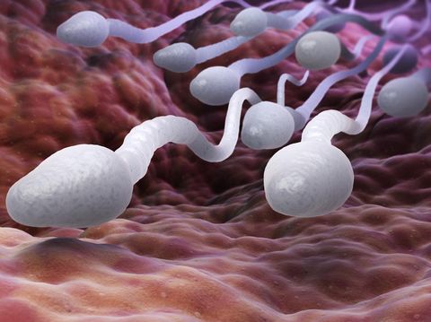 A sample of donor sperm and a doctors prescription