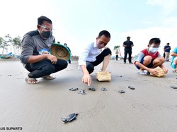 Gaya Jokowi Nyeker-Lepas Tukik Bareng Anak-anak di Pantai Cilacap
