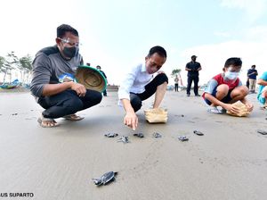 Gaya Jokowi Nyeker-Lepas Tukik Bareng Anak-anak di Pantai Cilacap Gaya Jokowi Nyeker-Lepas Tukik Bareng Anak-anak di Pantai Cilacap