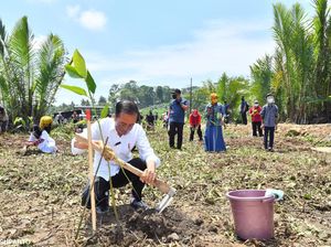 Momen Jokowi Tanam Mangrove-Naik Perahu Seberangi Sungai Sapa Warga Cilacap