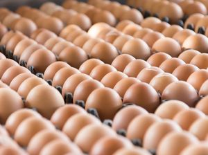 Apa Benar Makan Telur Bisa Sebabkan Kanker Rahim dan Prostat? Apa Benar Makan Telur Bisa Sebabkan Kanker Rahim dan Prostat?