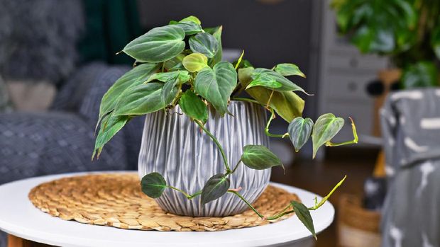 Tropical 'Philodendron Hederaceum Micans' houseplant with heart shaped leaves with velvet texture in gray flower pot on coffee table