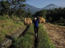 Pangan Mahal hingga Banjir Impor Mengintai Imbas Cuaca Panas Mendidih RI