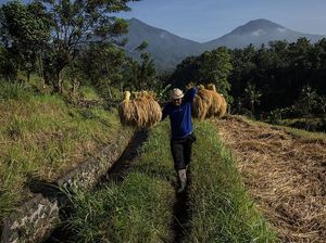 Semua Sawah-Kebun di Bali Ditarget Terapkan Pertanian Organik di 2024 Semua Sawah-Kebun di Bali Ditarget Terapkan Pertanian Organik di 2024