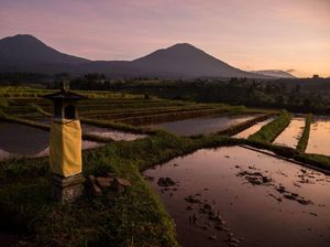 Kemarau Ekstrem Ancam Kelangkaan Pangan, Pemerintah Bisa Apa?