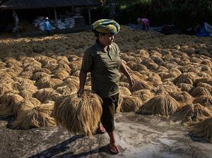 Koster Klaim Bali Surplus Beras, DPRD: Nah, Kami Belum Tahu Koster Klaim Bali Surplus Beras, DPRD: Nah, Kami Belum Tahu