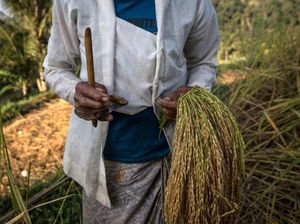 Stok Beras Bali Capai 18 Ribu Ton: Cukup untuk 3 Bulan Stok Beras Bali Capai 18 Ribu Ton: Cukup untuk 3 Bulan