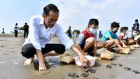 Foto-foto Presiden Jokowi Melepas Tukik di Cilacap