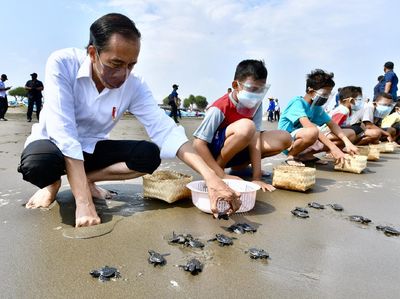 Foto-foto Presiden Jokowi Melepas Tukik di Cilacap
