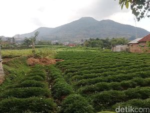 Jatinangor Jadi Kawasan Perkotaan, Begini Respons Warga Sumedang Jatinangor Jadi Kawasan Perkotaan, Begini Respons Warga Sumedang