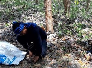 Monyet-monyet di Gunungkidul Diburu dan Ditangkap, Buat Apa?