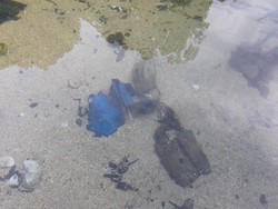 Teluk Berau di Papua Memang Cantik, tapi Sayang Dinodai Sampah Masker