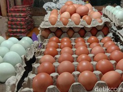 Harga Telur Ayam Anjlok, Peternak di Rembang Merugi