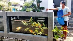 Unik, Kolam Koi Jadi Pagar Rumah di Malang