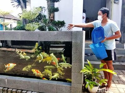 Unik, Kolam Koi Jadi Pagar Rumah di Malang