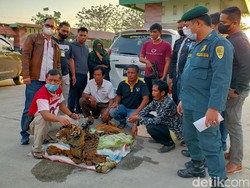 Jual Kulit Harimau, 4 Warga Sumbar Ditangkap di Riau