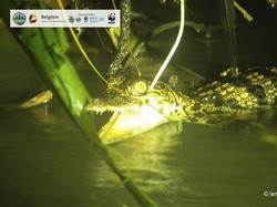 Kabar Gembira! Buaya Terlangka Sedunia Lahirkan 8 Bayi di Kamboja