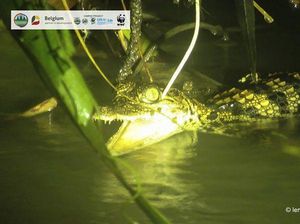 Kabar Gembira! Buaya Terlangka Sedunia Lahirkan 8 Bayi di Kamboja Kabar Gembira! Buaya Terlangka Sedunia Lahirkan 8 Bayi di Kamboja