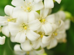 Mengapa Bunga Melati Identik dengan Pernikahan Adat Jawa? Ini Penjelasannya