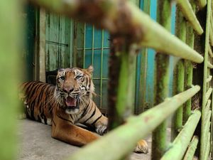 Tersiar Kabar, Medan Zoo Belum Dapat Bantuan Pemko dan Alami Krisis Pakan