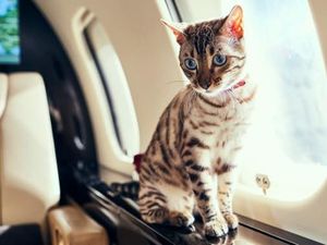Anjing, Kucing sampai Kelinci Kini Jadi Tamu Eksklusif Jet Pribadi