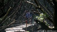Menyusuri Hutan Penjaga Pantai Utara Jakarta