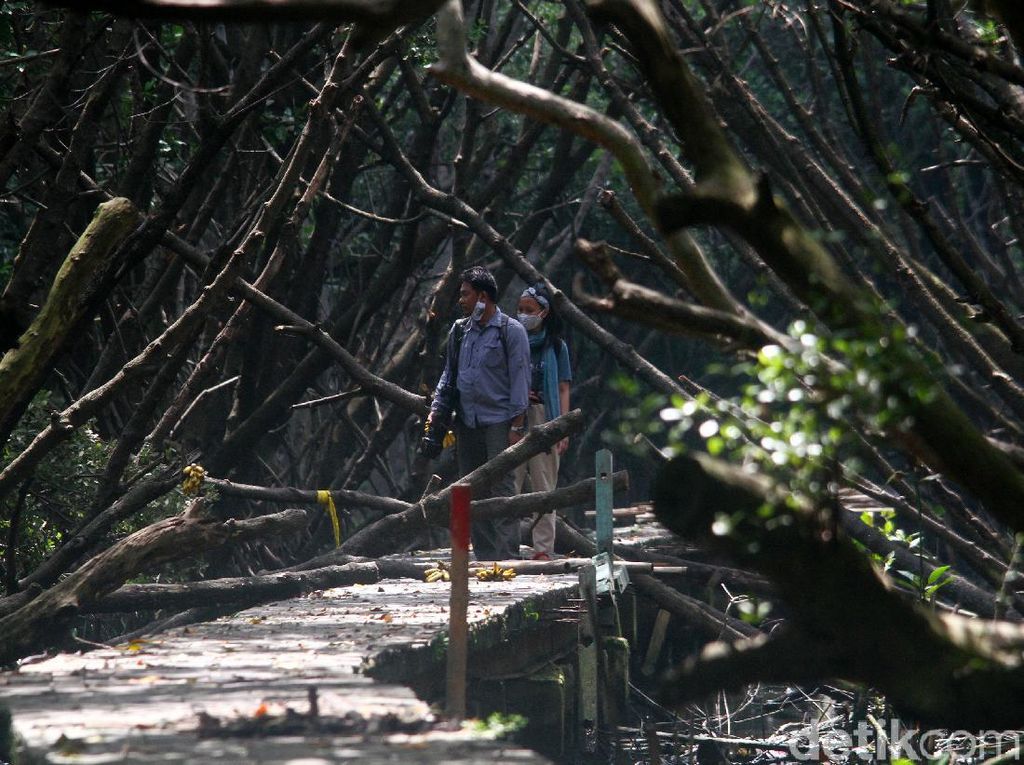 Menyusuri Hutan Penjaga Pantai Utara Jakarta Menyusuri Hutan Penjaga Pantai Utara Jakarta