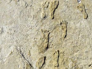 Jejak Kaki Tertua di Dunia Ditemukan di AS, Usianya 22 Ribu Tahun! Jejak Kaki Tertua di Dunia Ditemukan di AS, Usianya 22 Ribu Tahun!