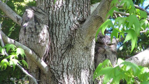 Kamuflase Hewan Ini Bikin Mata Kamu Terkecoh