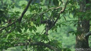 Kisah Kopi Owa yang Mengubah Pembalak Liar Jadi Petani dan Penyelamat Hutan