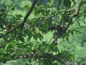 5 Contoh Sumber Daya Alam yang Dapat Diperbarui, Pengertian, dan Klasifikasi 5 Contoh Sumber Daya Alam yang Dapat Diperbarui, Pengertian, dan Klasifikasi