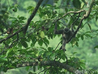 Kisah Kopi Owa yang Mengubah Pembalak Liar Jadi Petani dan Penyelamat Hutan
