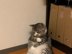 Pose Kucing yang Manusia Banget Sehabis Vaksin, Kamu Gitu Nggak?