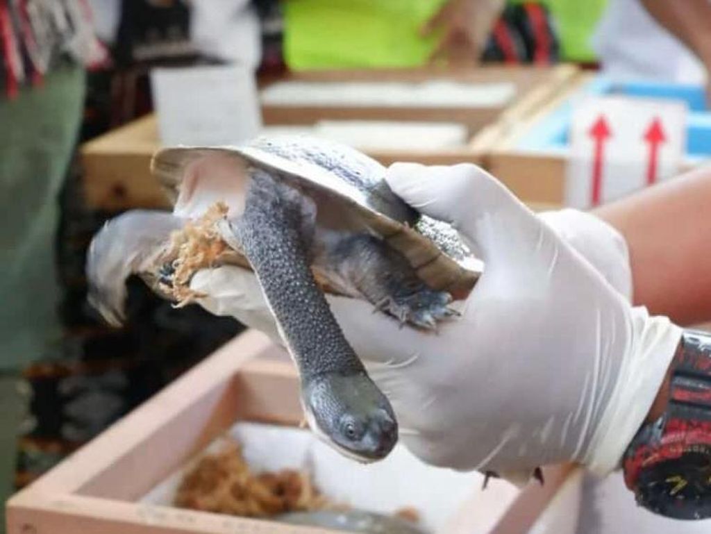 Dikembalikan Singapura, Kura-kura Leher Ular Rote Akan Dilepas ke Danau Peto Dikembalikan Singapura, Kura-kura Leher Ular Rote Akan Dilepas ke Danau Peto