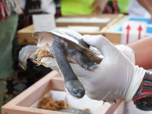 Dikembalikan Singapura, Kura-kura Leher Ular Rote Akan Dilepas ke Danau Peto Dikembalikan Singapura, Kura-kura Leher Ular Rote Akan Dilepas ke Danau Peto