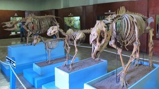 Museum Zoologi (Afif/detikTravel)