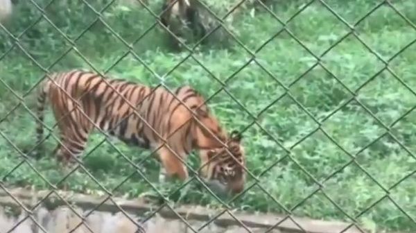 Potret Harimau Kurus-Makan Rumput di Medan Zoo
