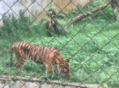 Potret Harimau Kurus-Makan Rumput di Medan Zoo